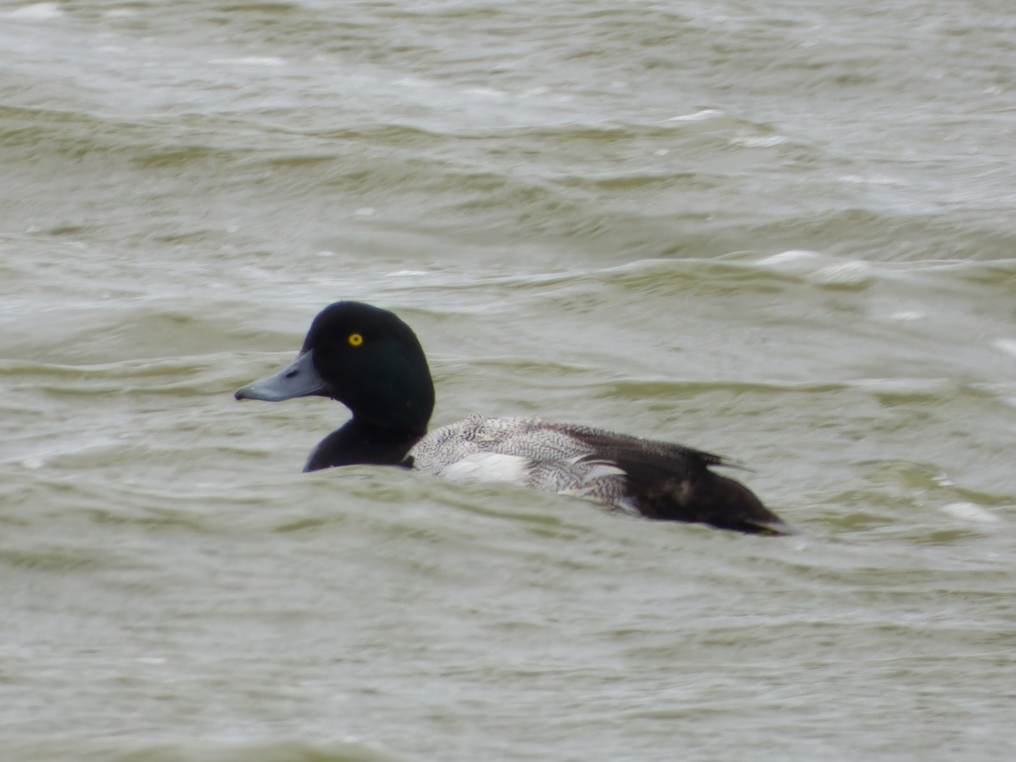 Photo of Scaup